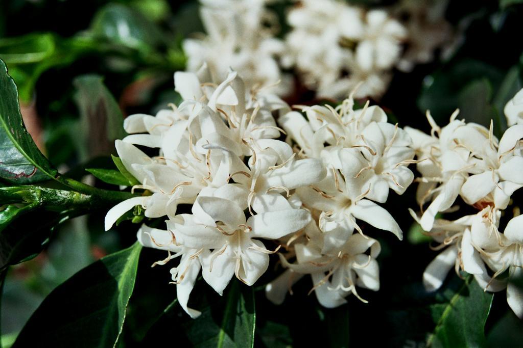Cafezal Em Flor Turismo E Cafes Especiais Hotel Monte Alegre do Sul Exterior foto