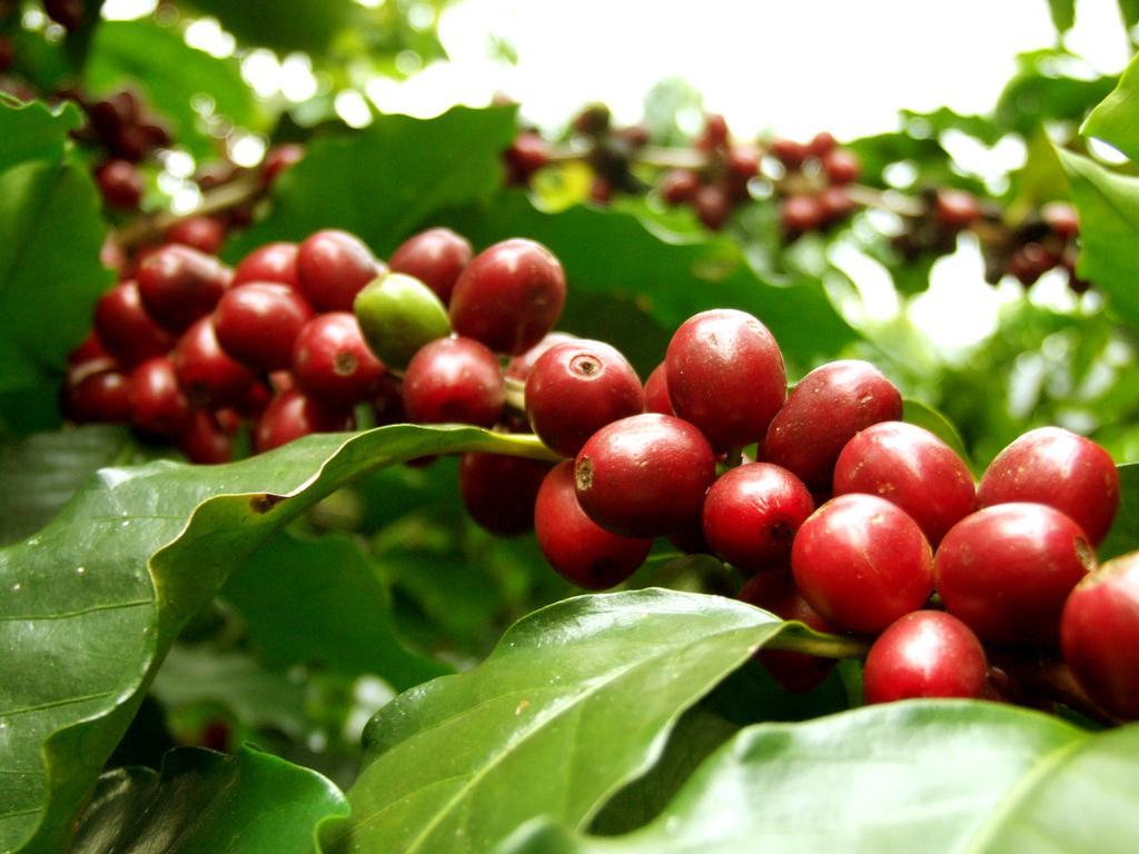 Cafezal Em Flor Turismo E Cafes Especiais Hotel Monte Alegre do Sul Exterior foto